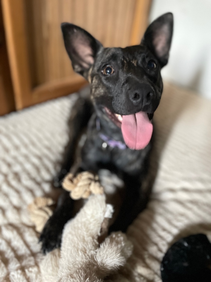 Paisley, a Adoptable mixed breed in San Diego, CA image 5/6