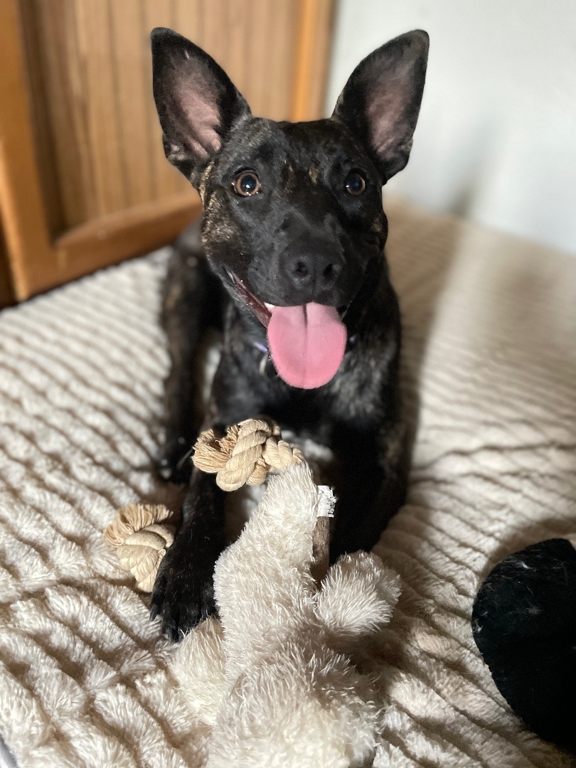 Paisley, a Adoptable mixed breed in San Diego, CA image 6/6