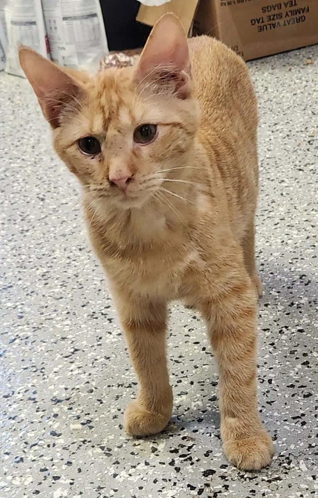 Putt-Putt, a Adoptable mixed breed in Republic, MO image 1/2