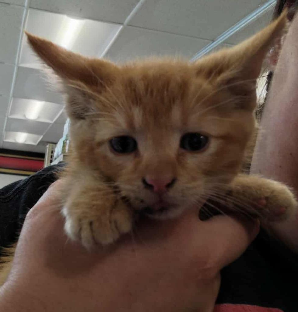 Putt-Putt, a Adoptable mixed breed in Republic, MO image 2/2