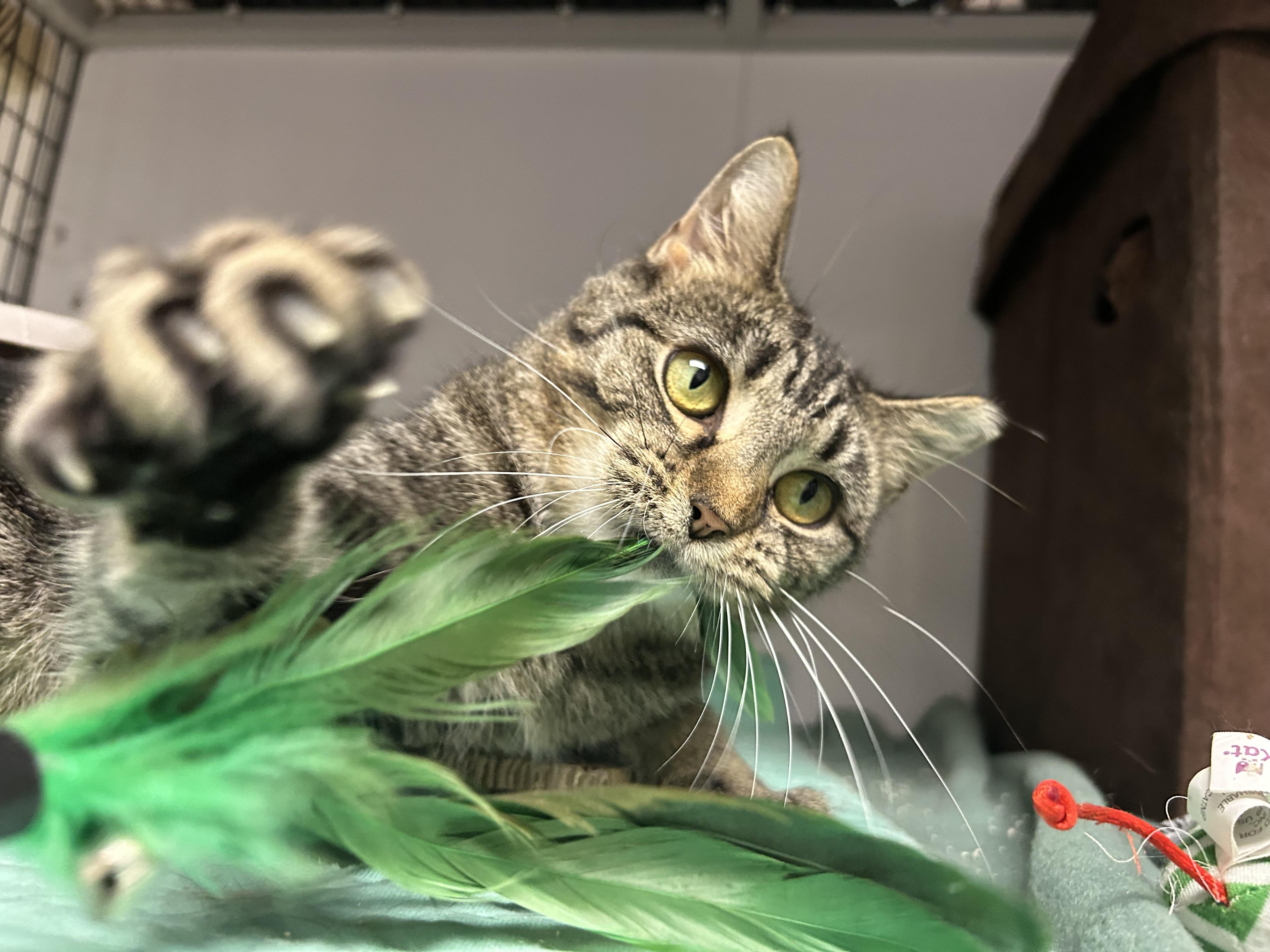 Enlarge Mara, a Adoptable Domestic Short Hair in White Oak, PA image 1/5