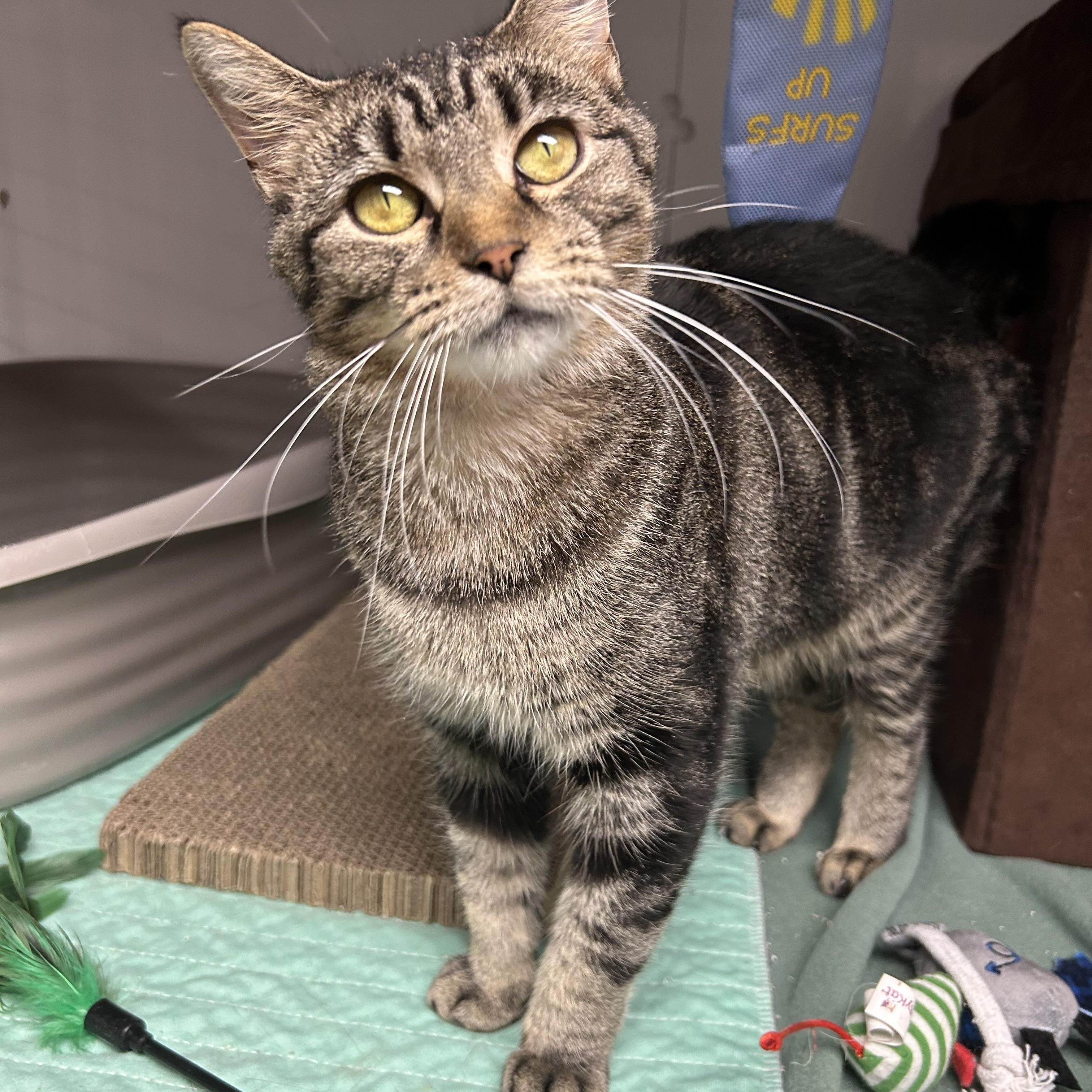 Enlarge Mara, a Adoptable Domestic Short Hair in White Oak, PA image 2/5