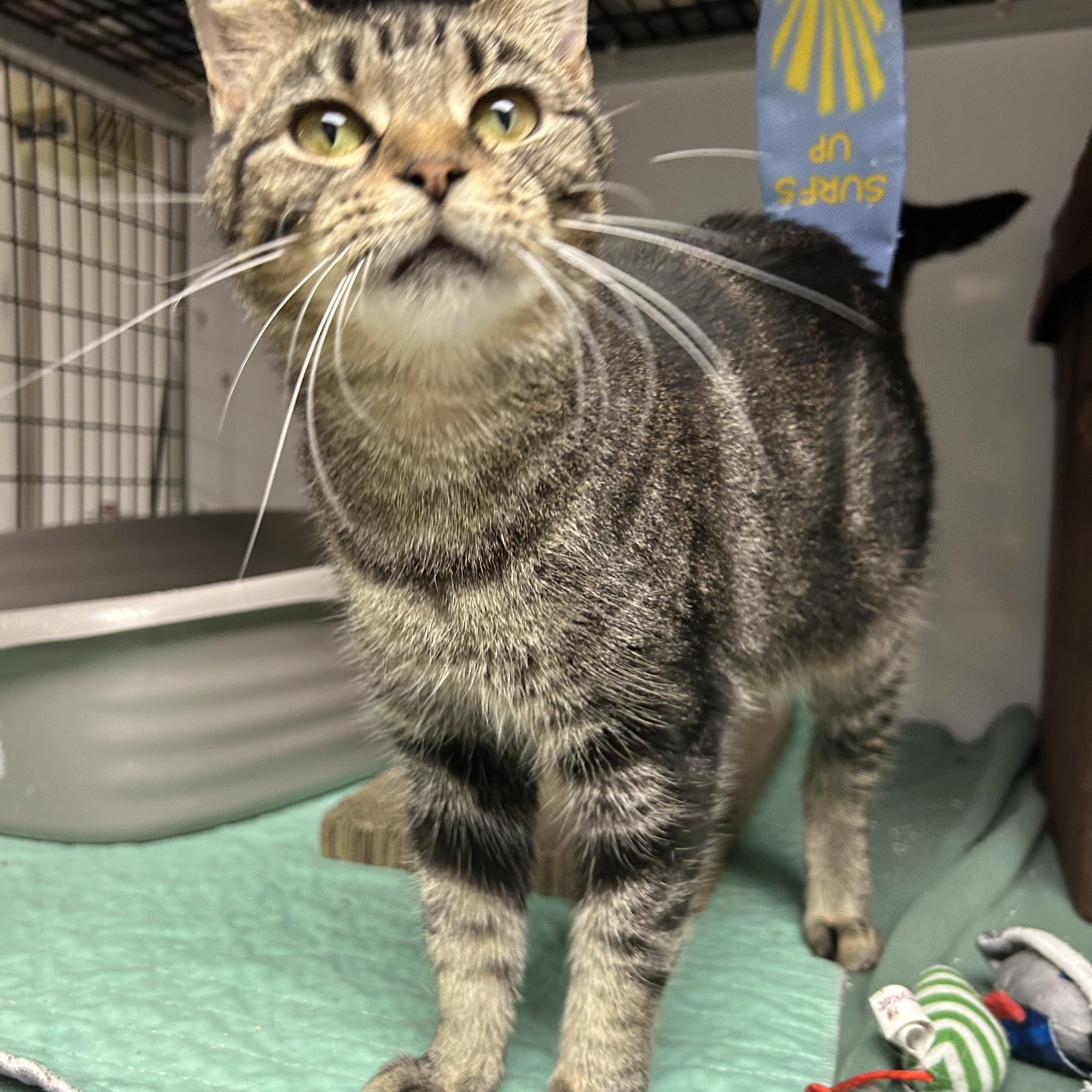 Enlarge Mara, a Adoptable Domestic Short Hair in White Oak, PA image 3/5