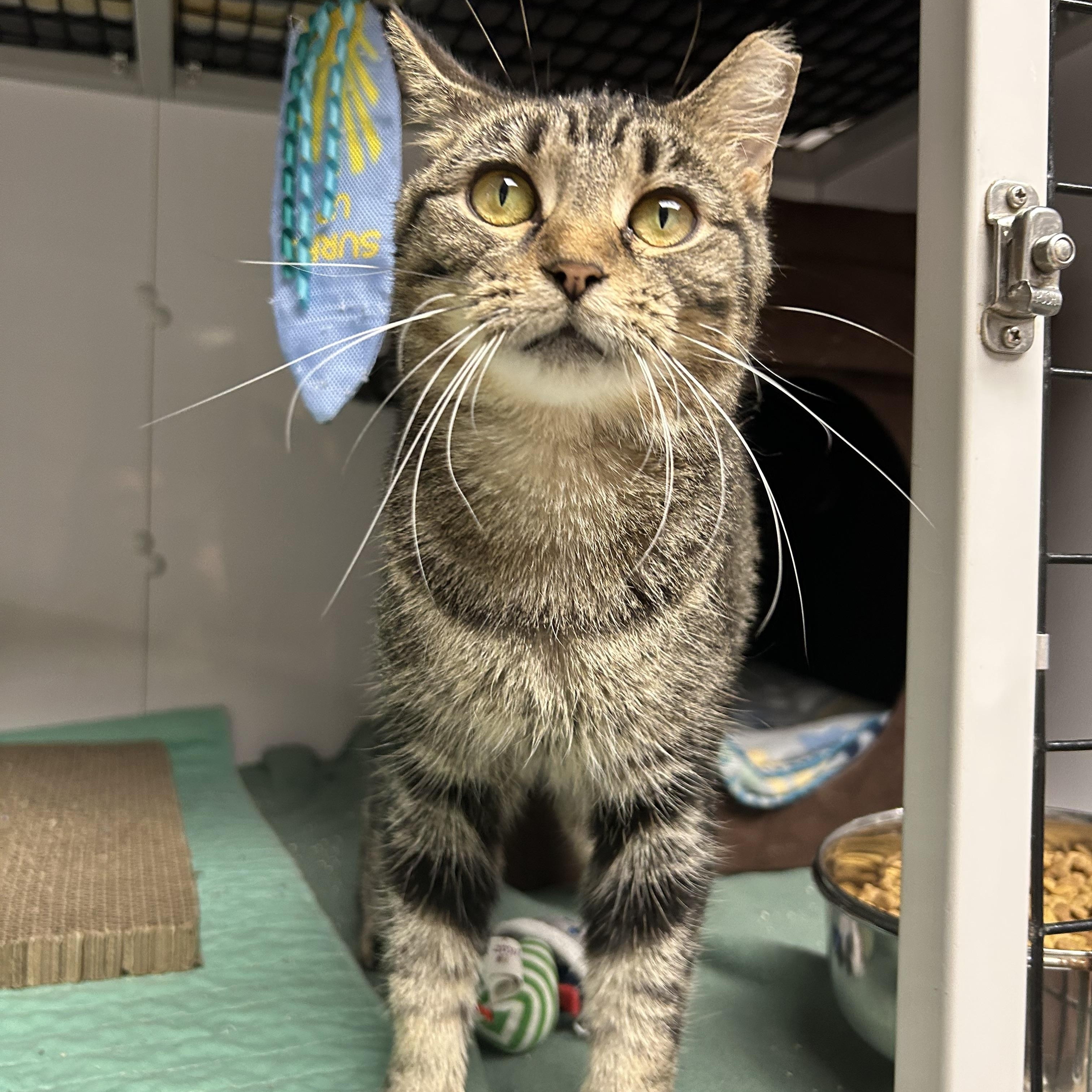 Mara, Adoptable, Adult Female Domestic Short Hair.