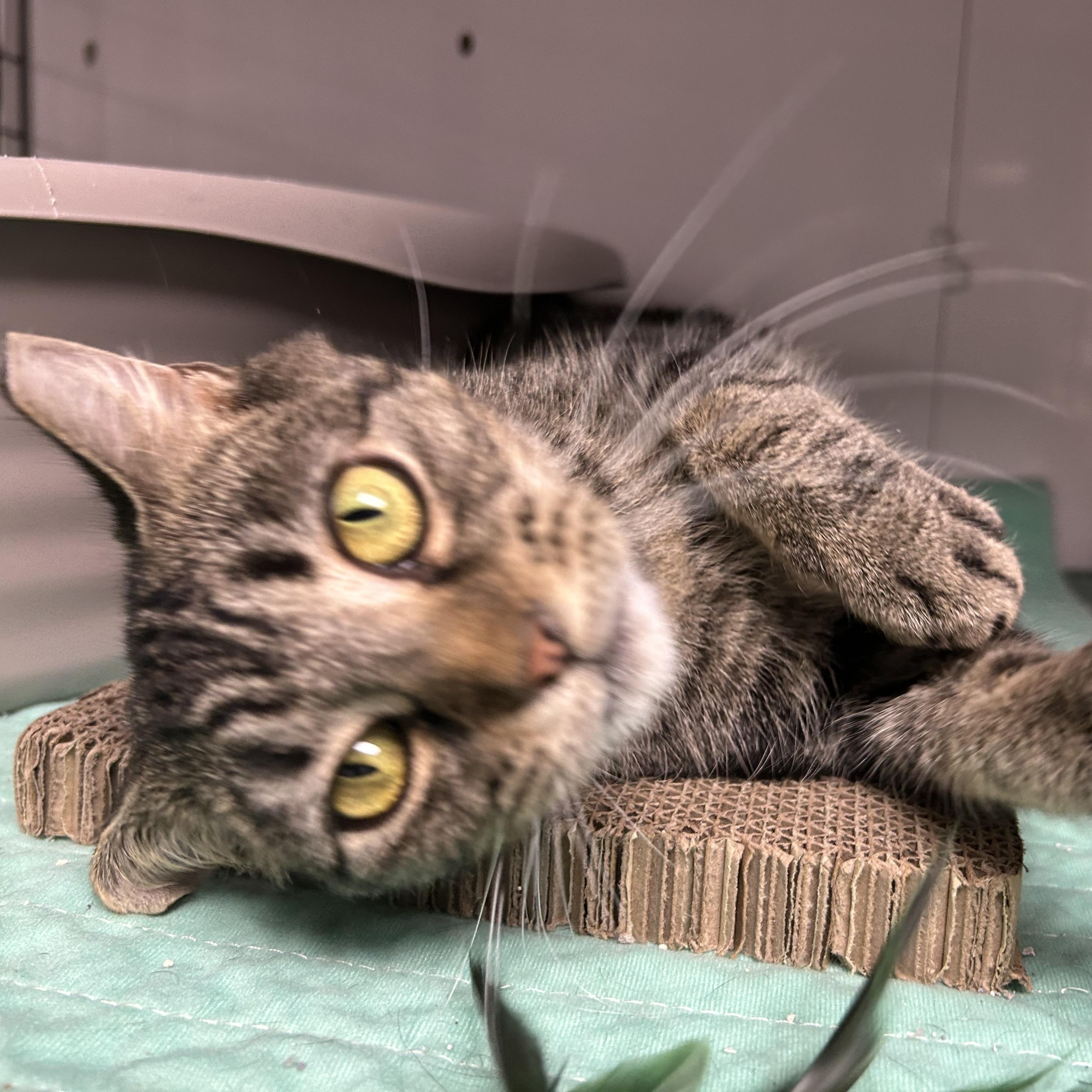 Enlarge Mara, a Adoptable Domestic Short Hair in White Oak, PA image 5/5