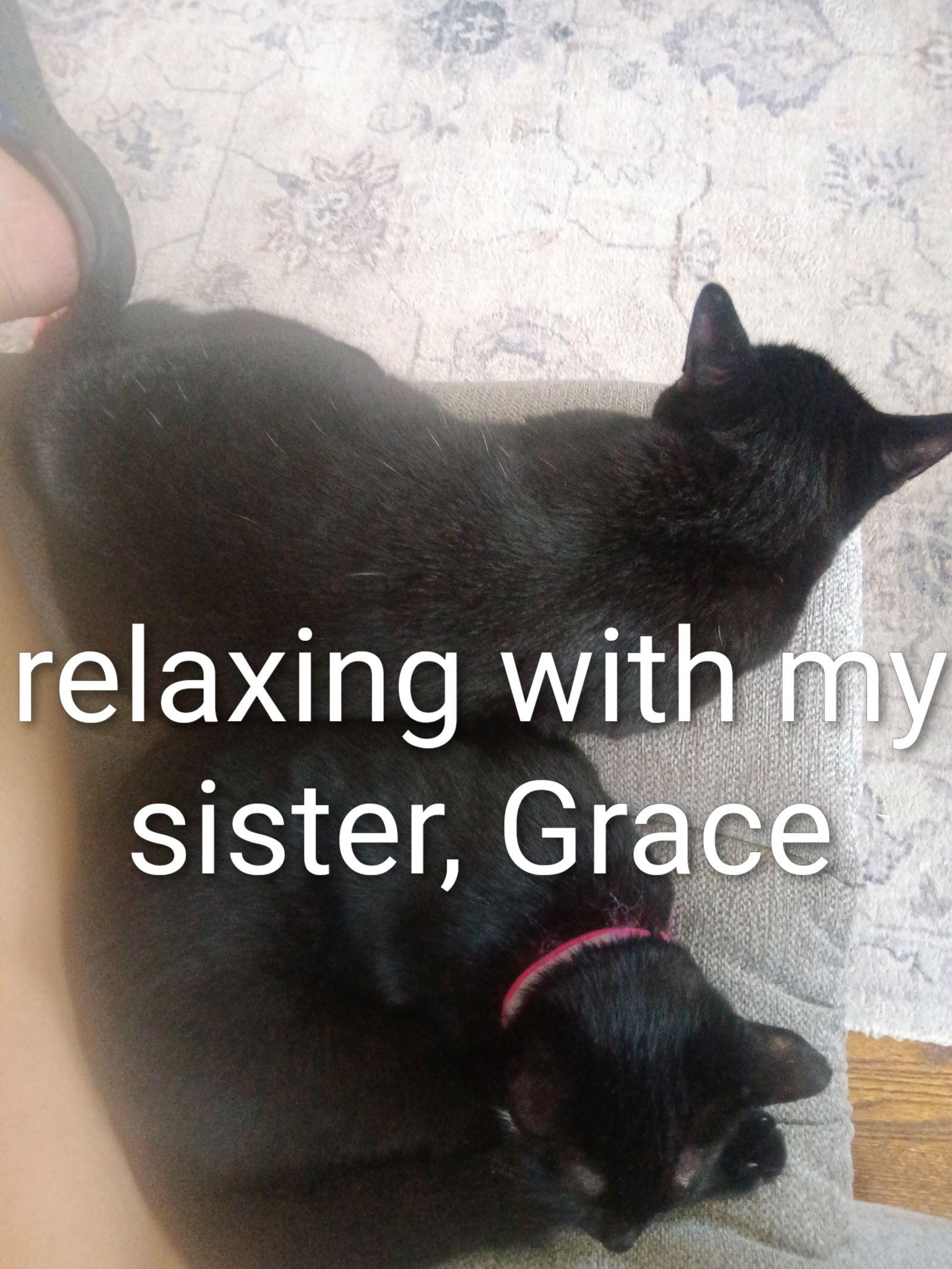 Enlarge Bentley, a Adoptable Domestic Short Hair in Naugatuck, CT image 1/3