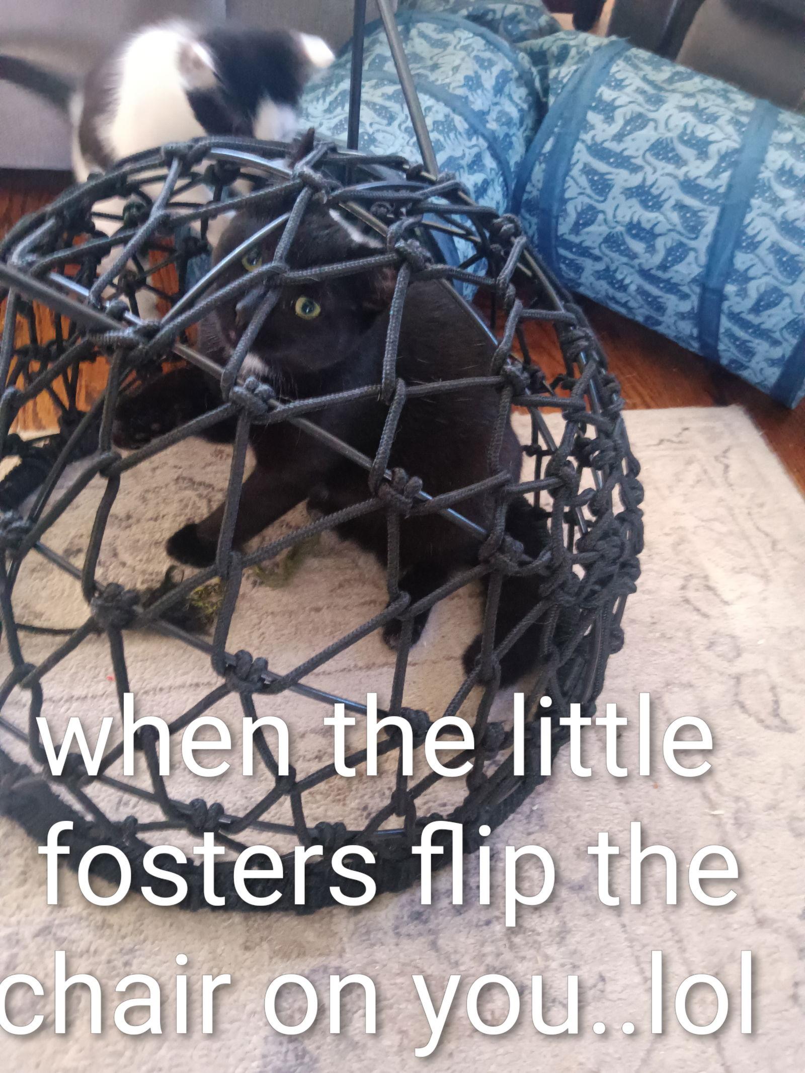 Enlarge Bentley, a Adoptable Domestic Short Hair in Naugatuck, CT image 2/3