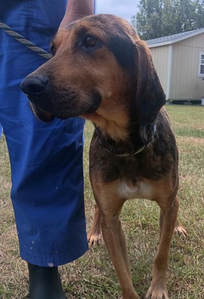 Koda, Adopted, Adult Male Catahoula Leopard Dog.