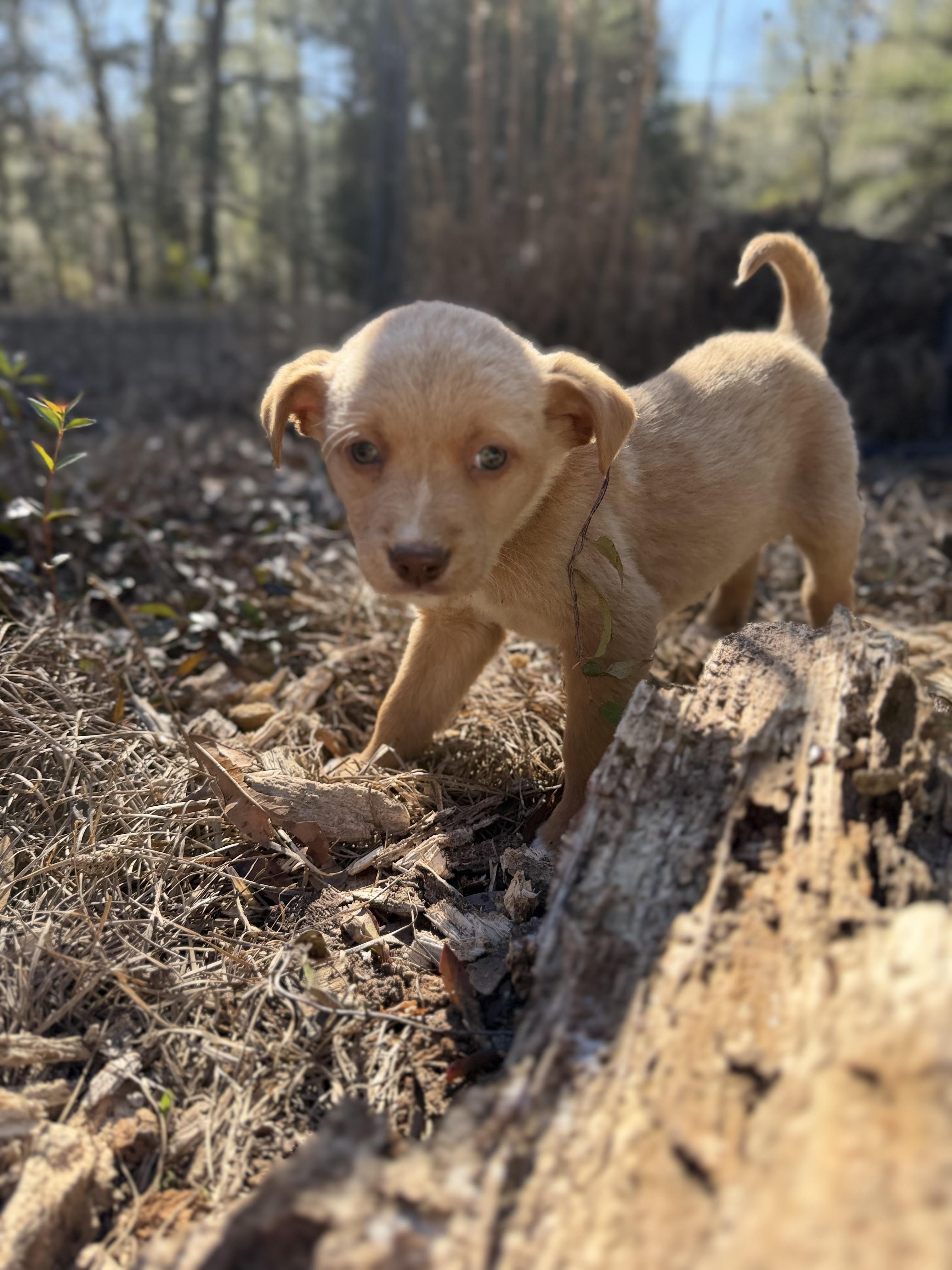 NUGGET — thumbnail 2