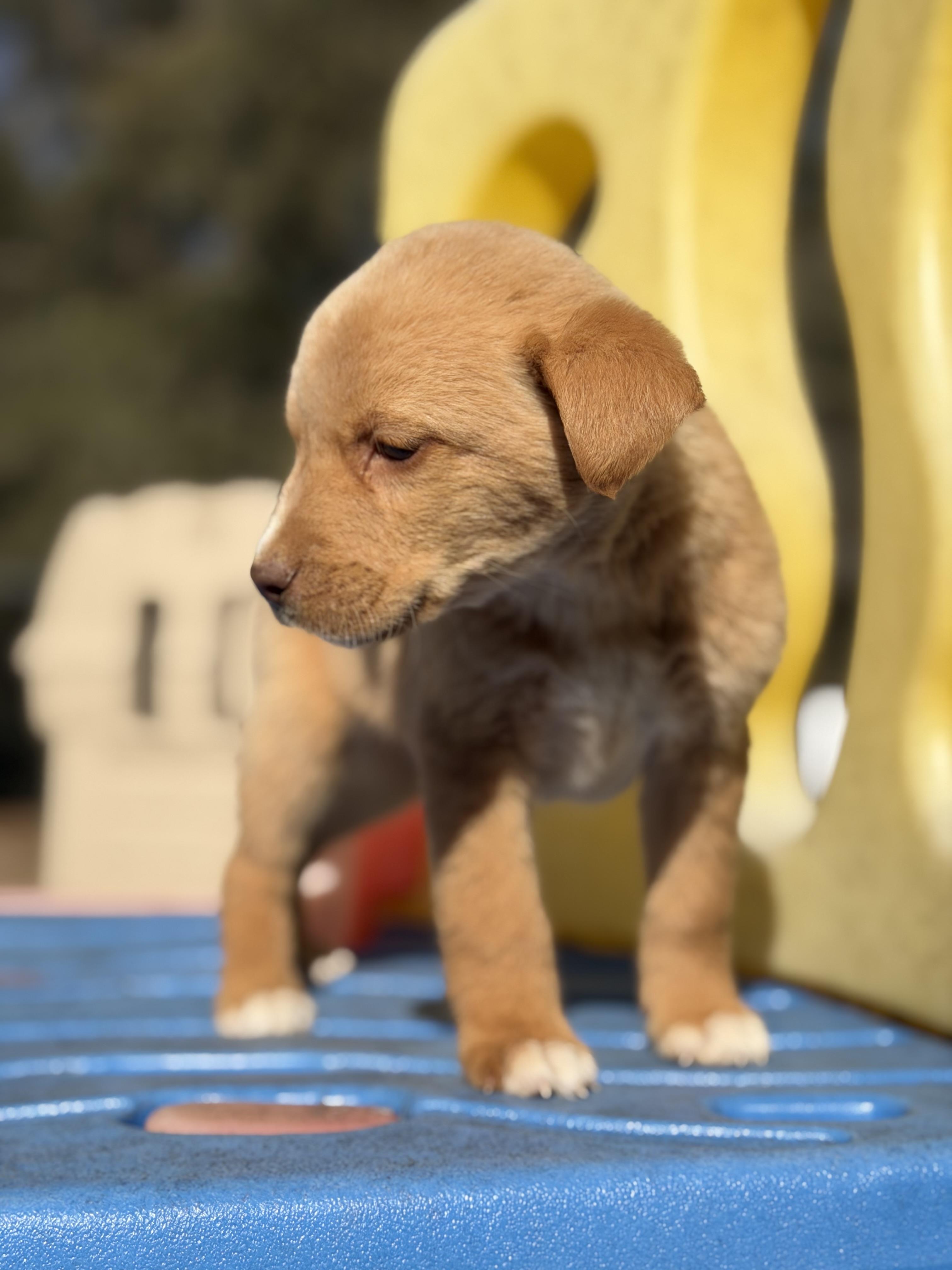 NUGGET — thumbnail 5