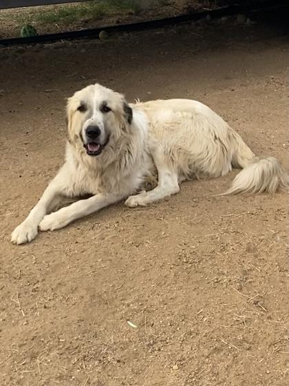 Bruce, Adoptable, Adult Male Anatolian Shepherd & Great Pyrenees.