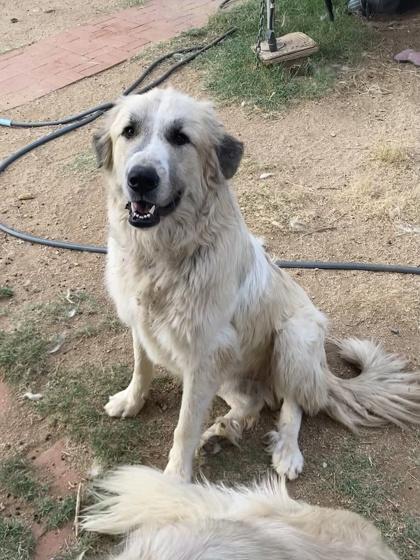 Enlarge Bruce, a Adoptable mixed breed in Oracle, AZ image 2/3