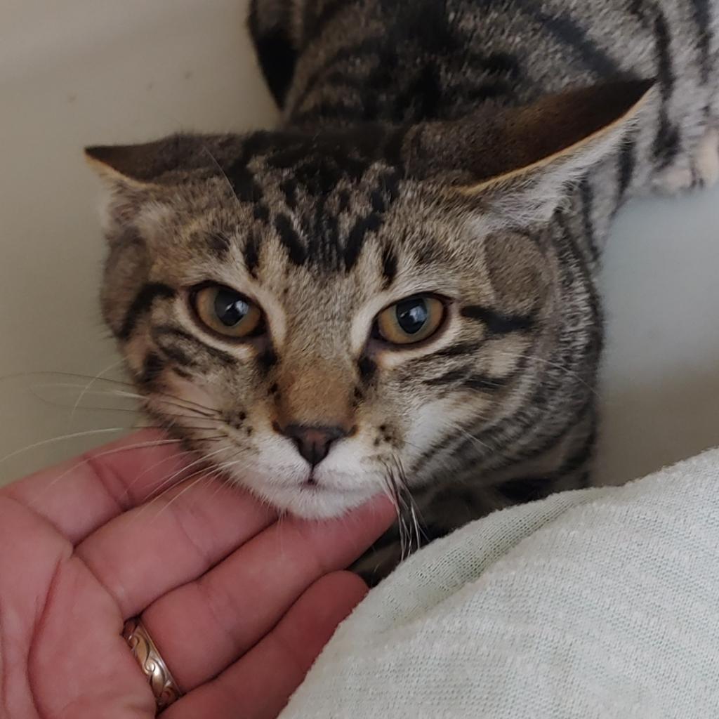 Enlarge Tiger, a Adoptable Domestic Short Hair in Zanesville, OH image 1/3
