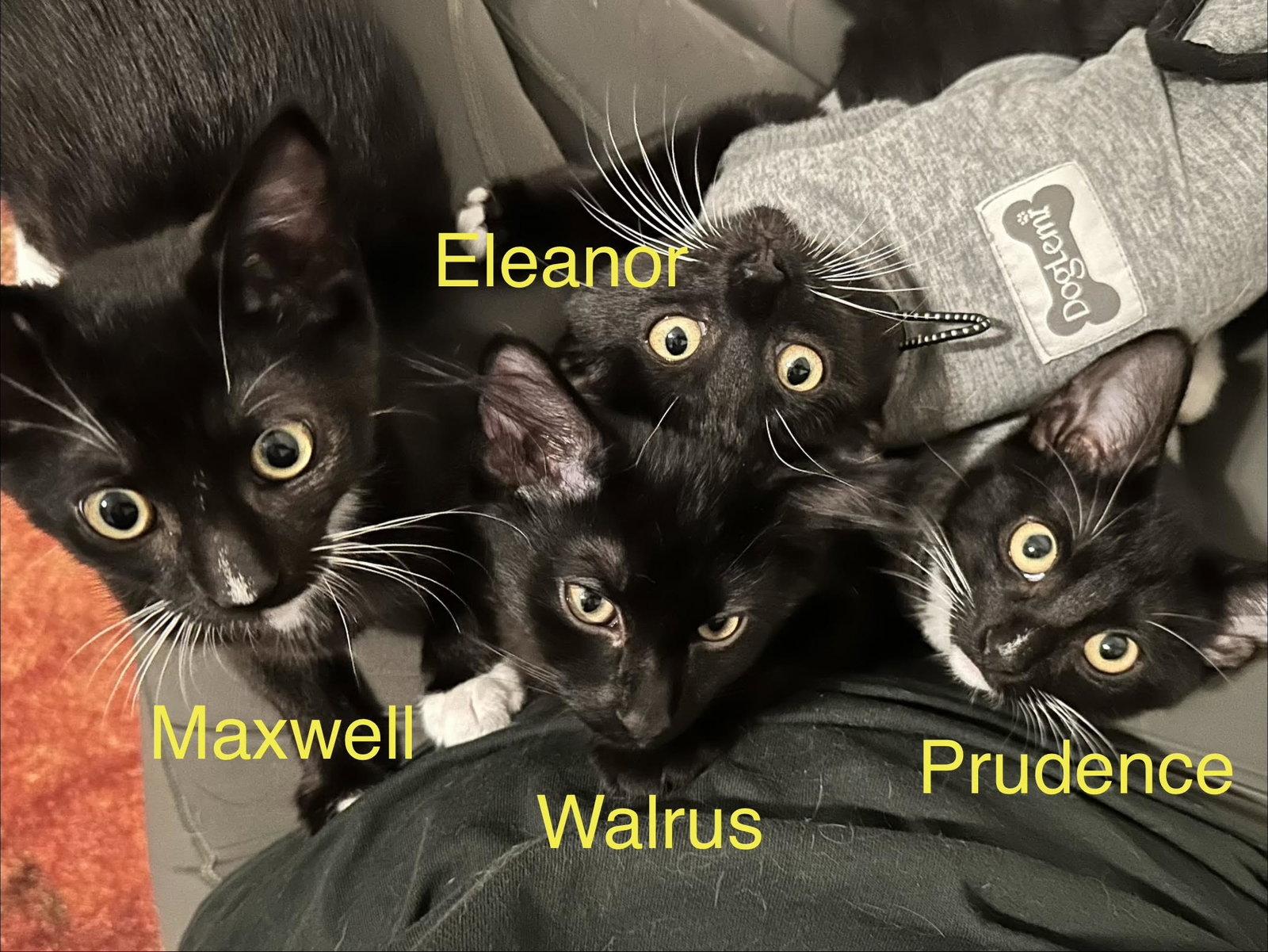 Maxwell, Adopted, Kitten Male Domestic Short Hair.
