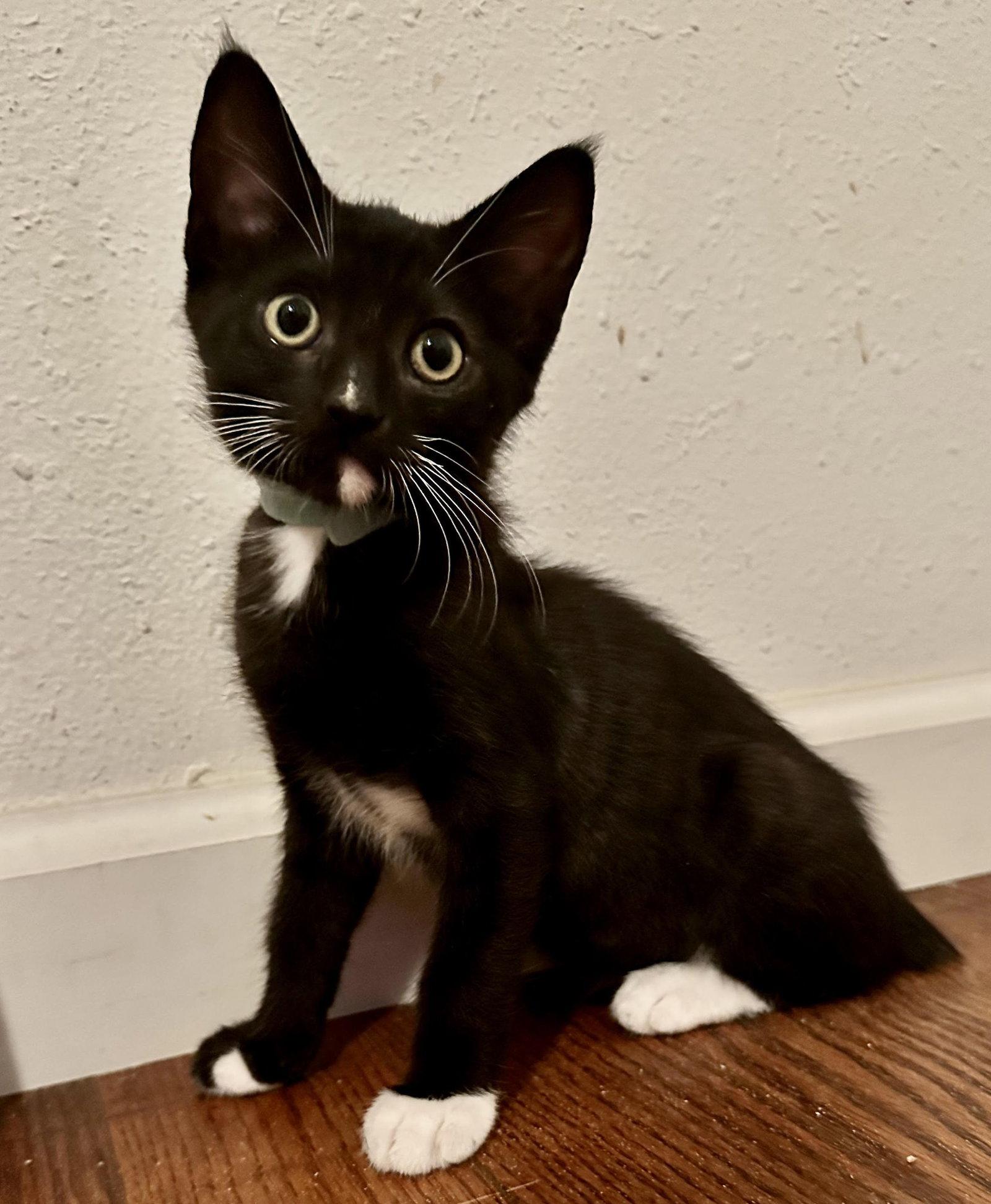 Enlarge Maxwell, a Adopted Domestic Short Hair in Seal Beach, CA image 2/3