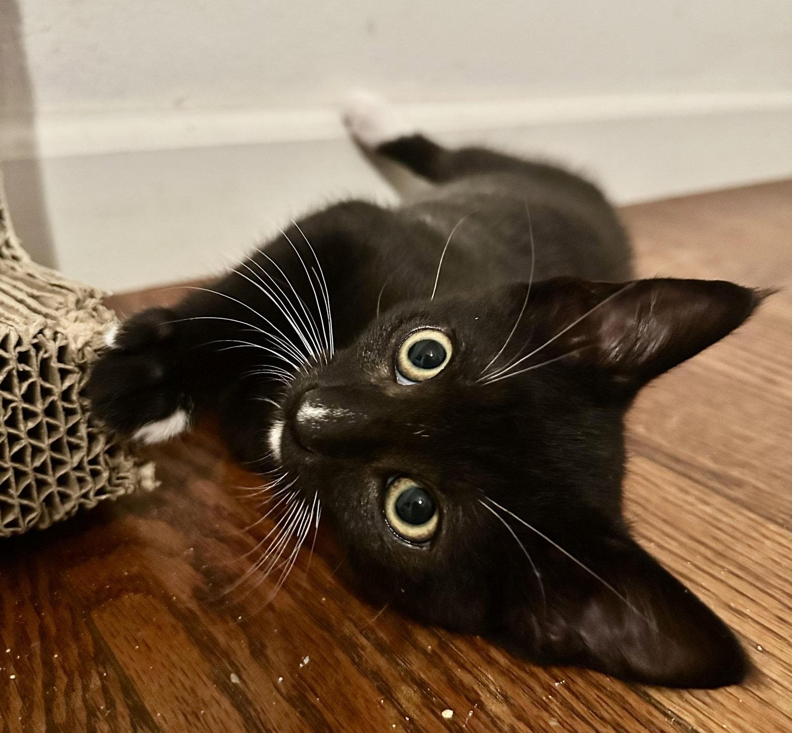 Enlarge Maxwell, a Adopted Domestic Short Hair in Seal Beach, CA image 3/3
