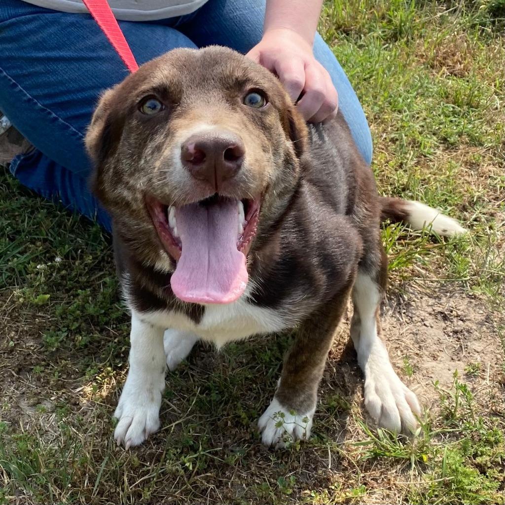 Tiffany, Adoptable, Adult Female Australian Shepherd & Husky.