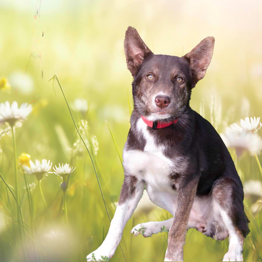 Enlarge Tiffany, a Adoptable mixed breed in Quinlan, TX image 2/4