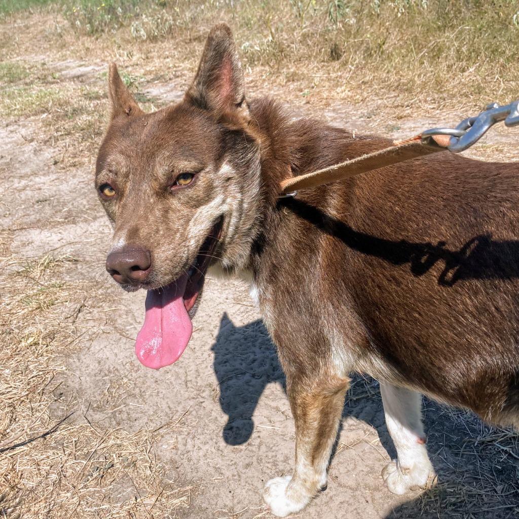 Enlarge Tiffany, a Adoptable mixed breed in Quinlan, TX image 3/4