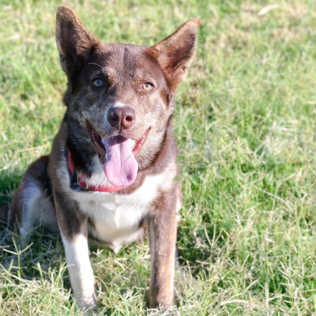 Enlarge Tiffany, a Adoptable mixed breed in Quinlan, TX image 4/4