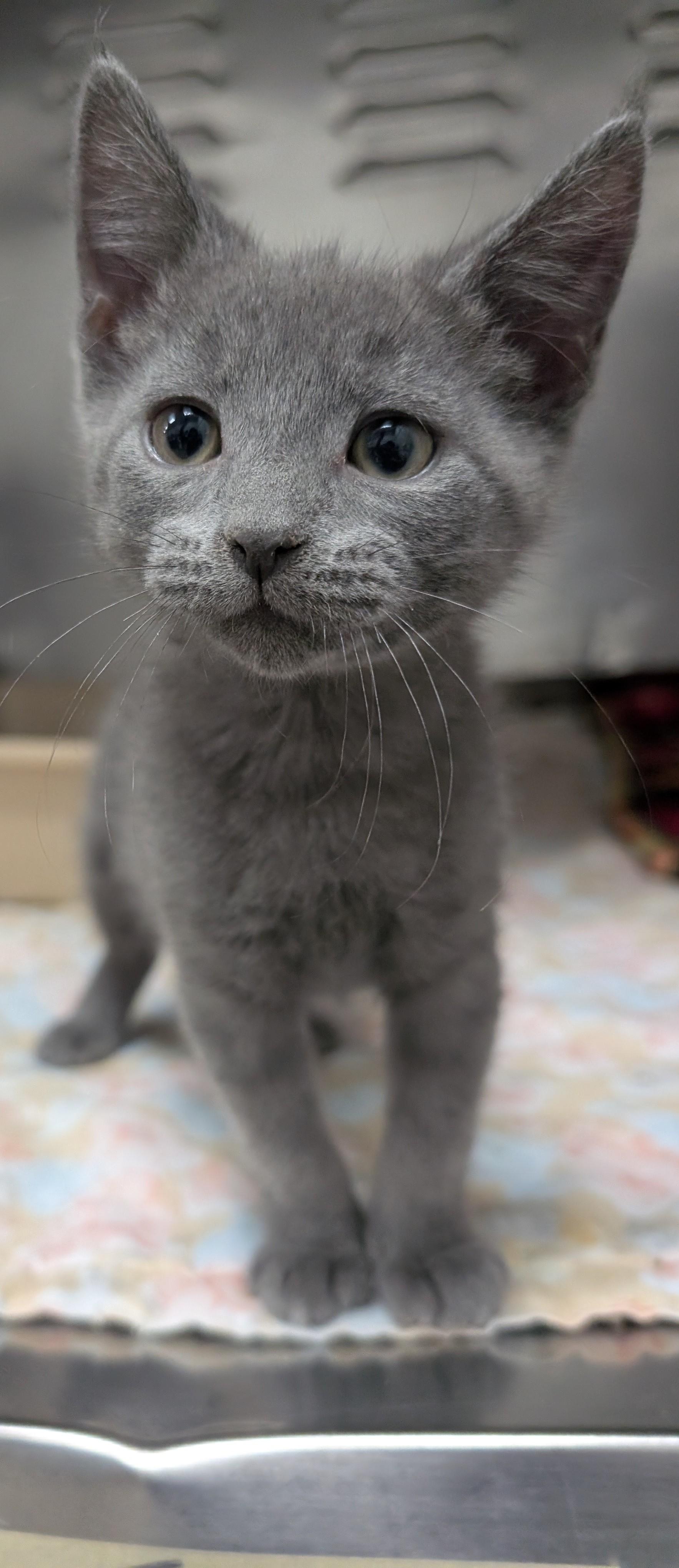Enlarge Zulu, a ADOPTABLE Egyptian Mau in New Ulm, MN image 1/1