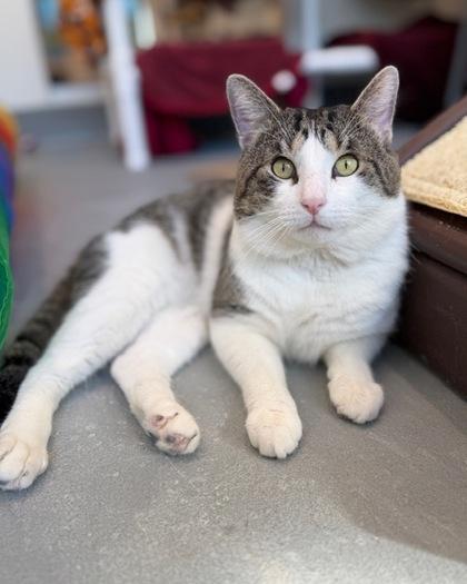 Enlarge Potato, a Adoptable mixed breed in Saint Petersburg, FL image 1/3