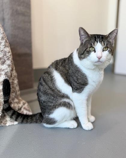 Enlarge Potato, a Adoptable mixed breed in Saint Petersburg, FL image 2/3