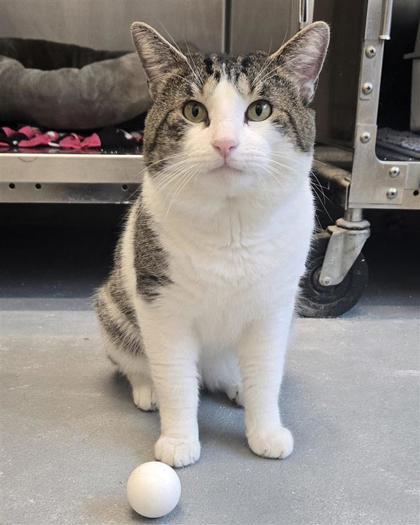 Enlarge Potato, a Adoptable mixed breed in Saint Petersburg, FL image 3/3