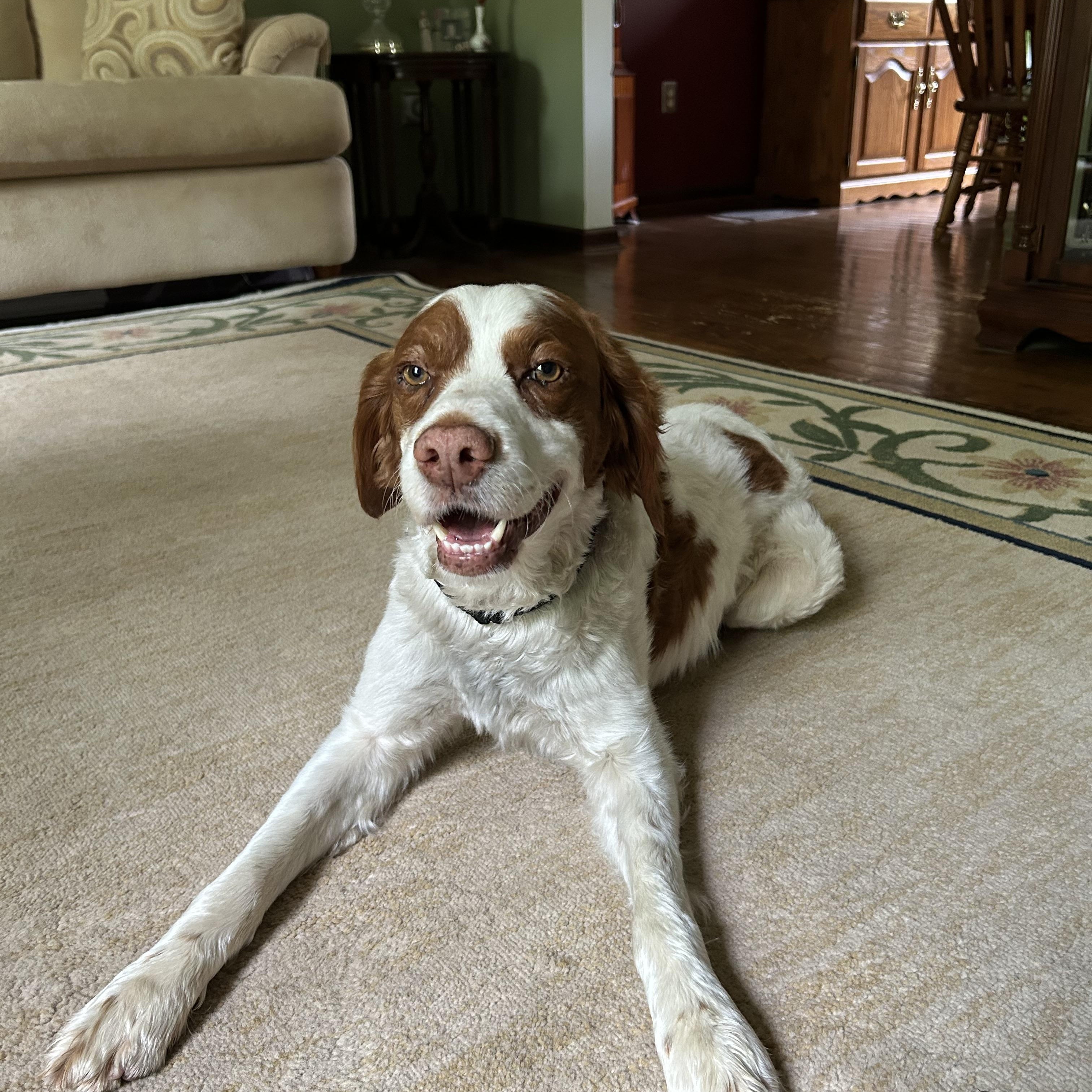 Dodge, ADOPTABLE, Young Male Brittany Spaniel.