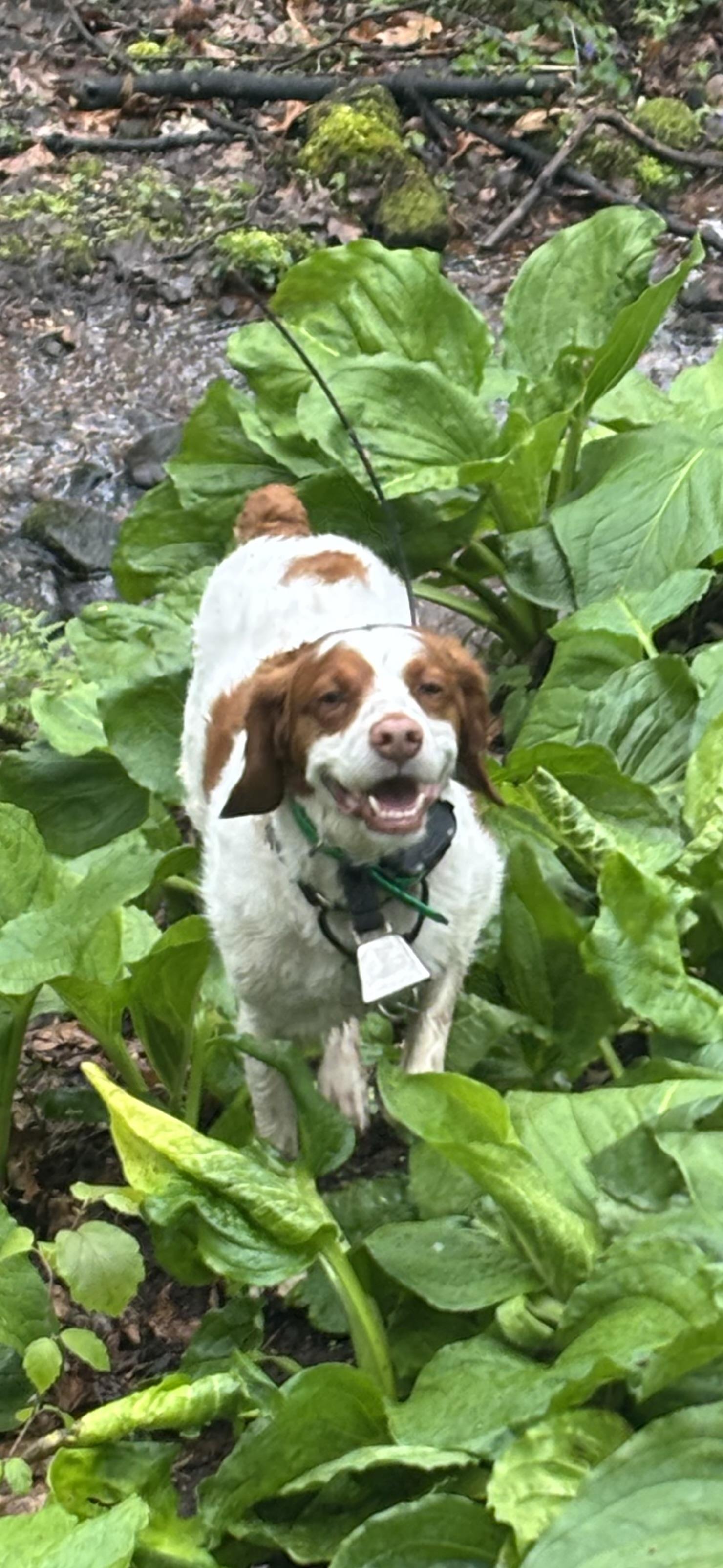 Enlarge Dodge, a ADOPTABLE Brittany Spaniel in Marion, MA image 2/3
