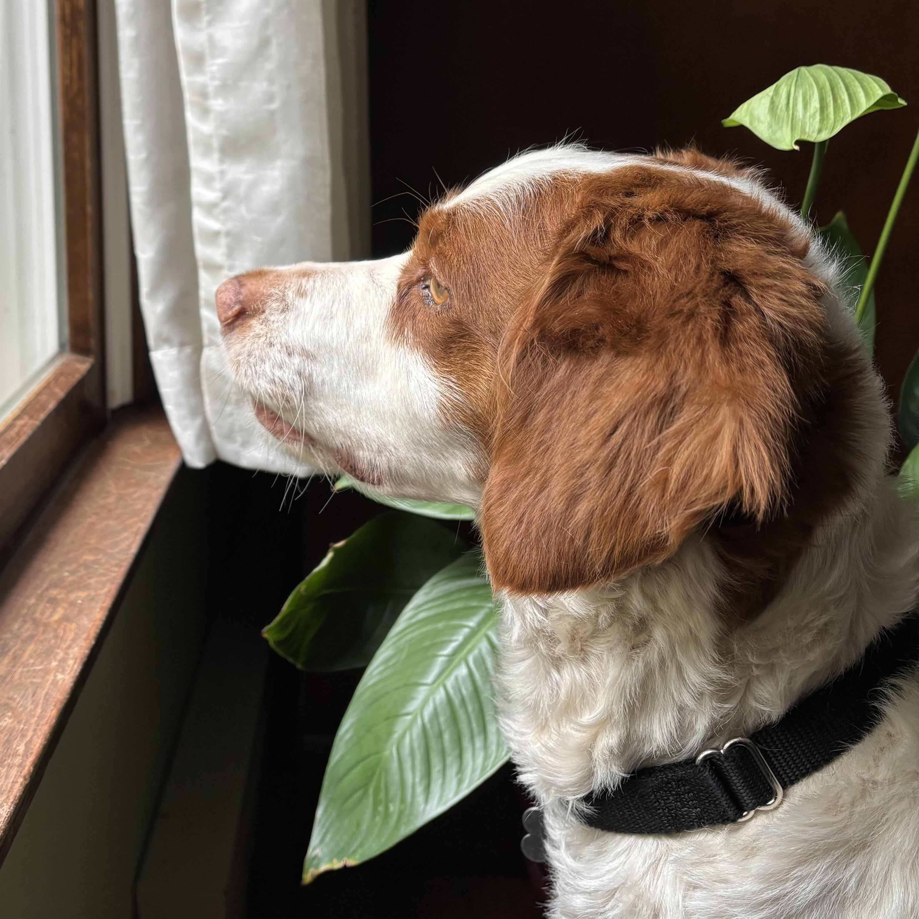 Enlarge Dodge, a ADOPTABLE Brittany Spaniel in Marion, MA image 3/3