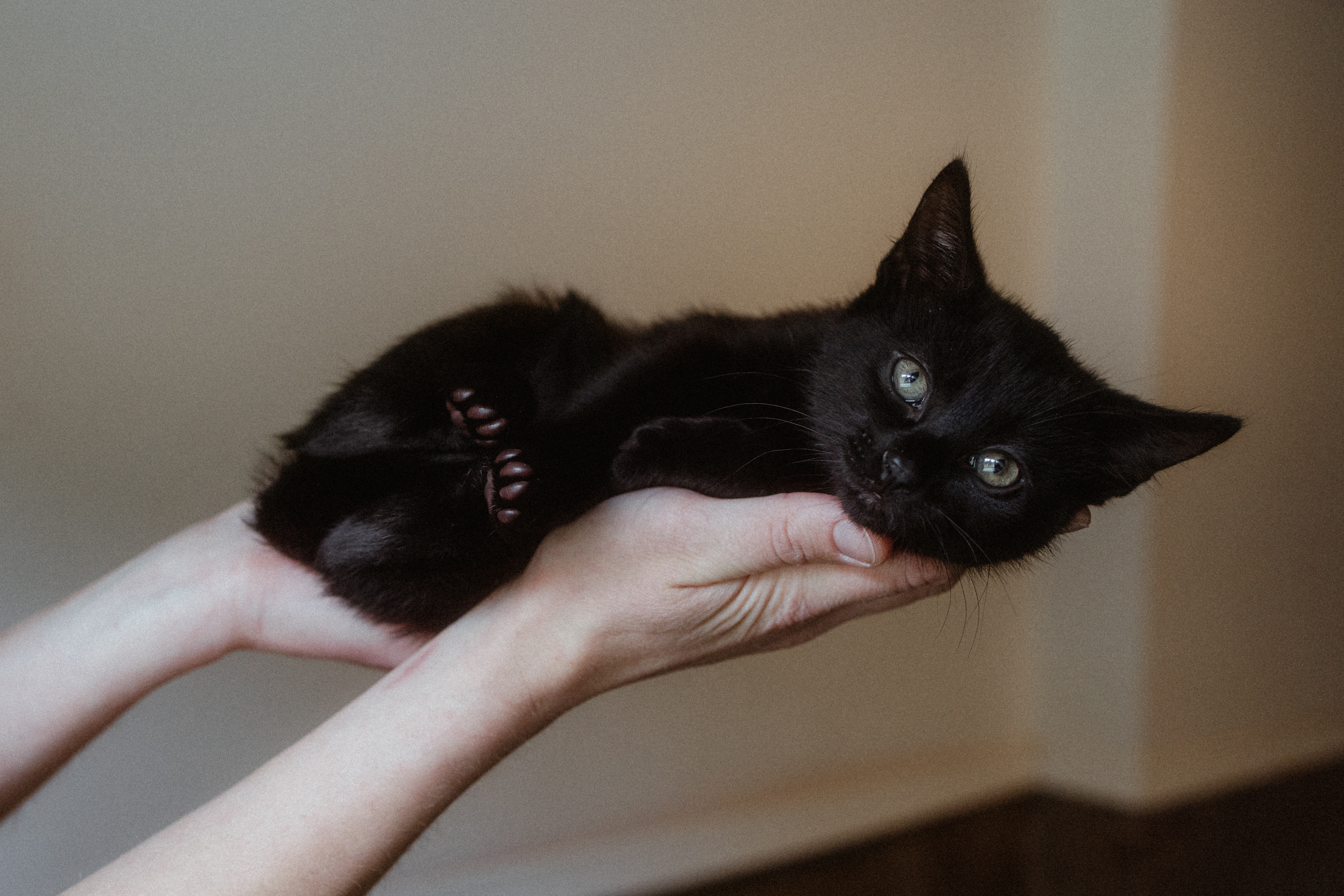 Scooter, Adopted, Kitten Male Domestic Short Hair.