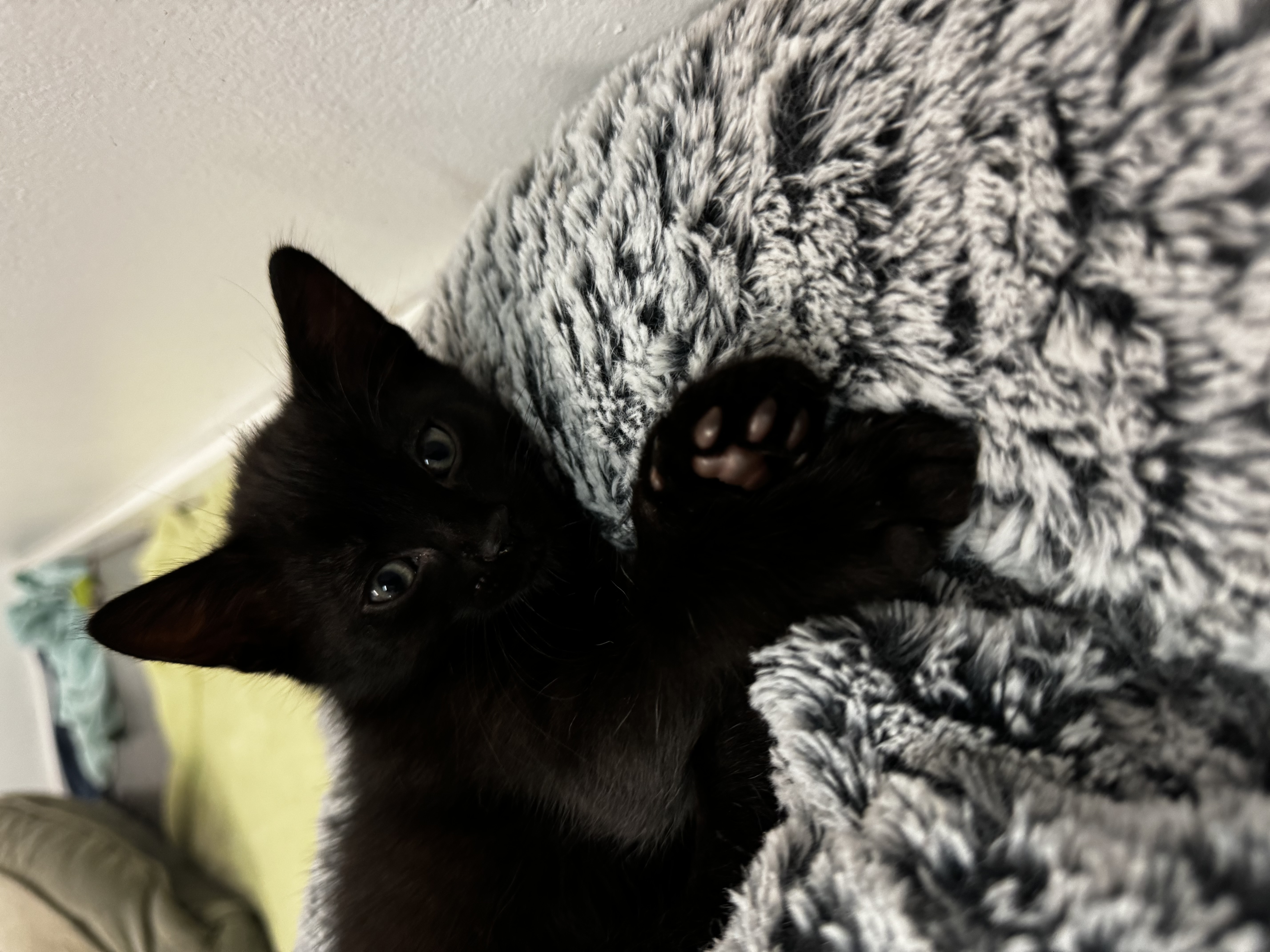 Scooter, a Adopted Domestic Short Hair in Roberts Creek, BC image 2/4