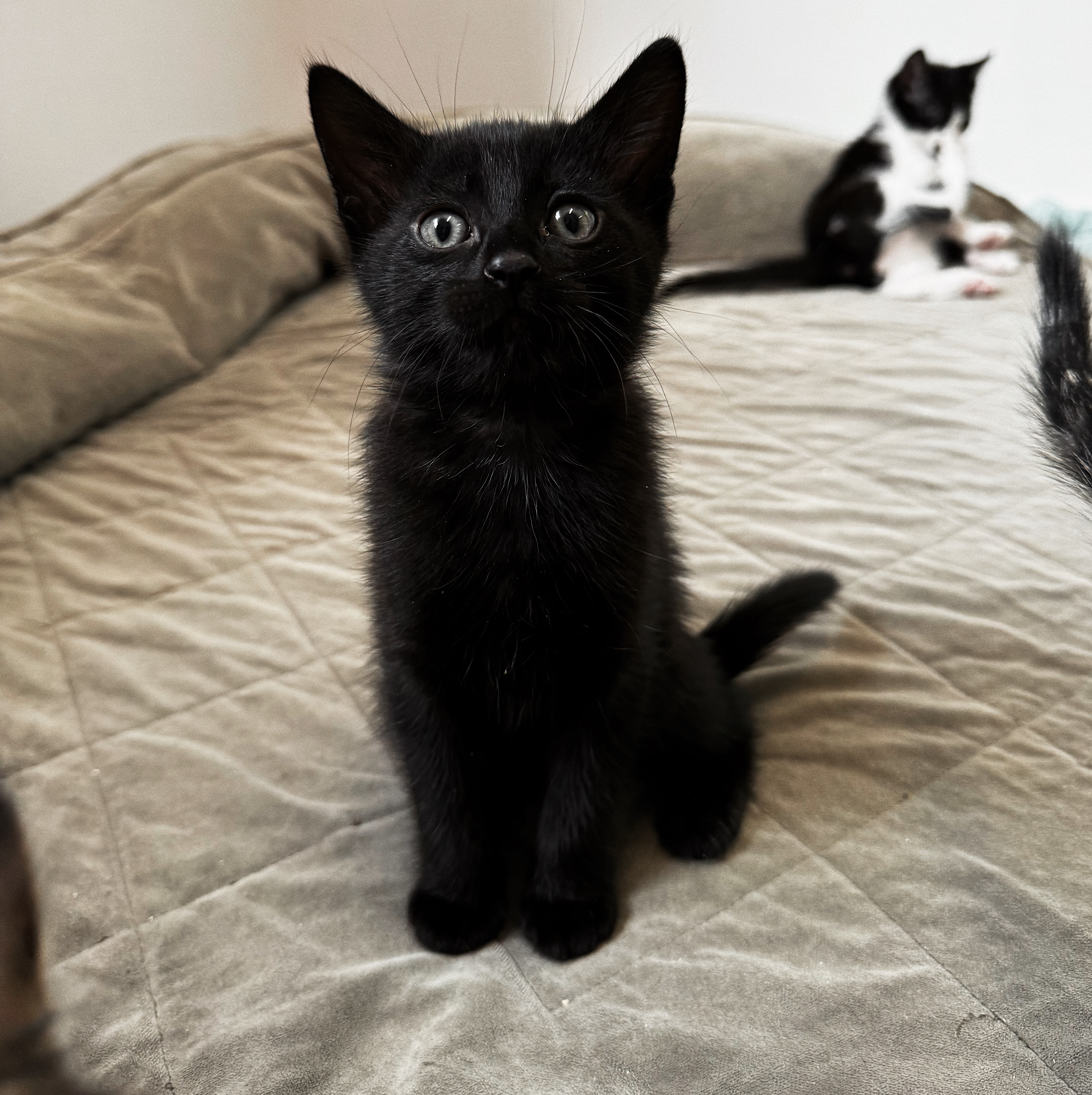 Scooter, a Adopted Domestic Short Hair in Roberts Creek, BC image 3/4