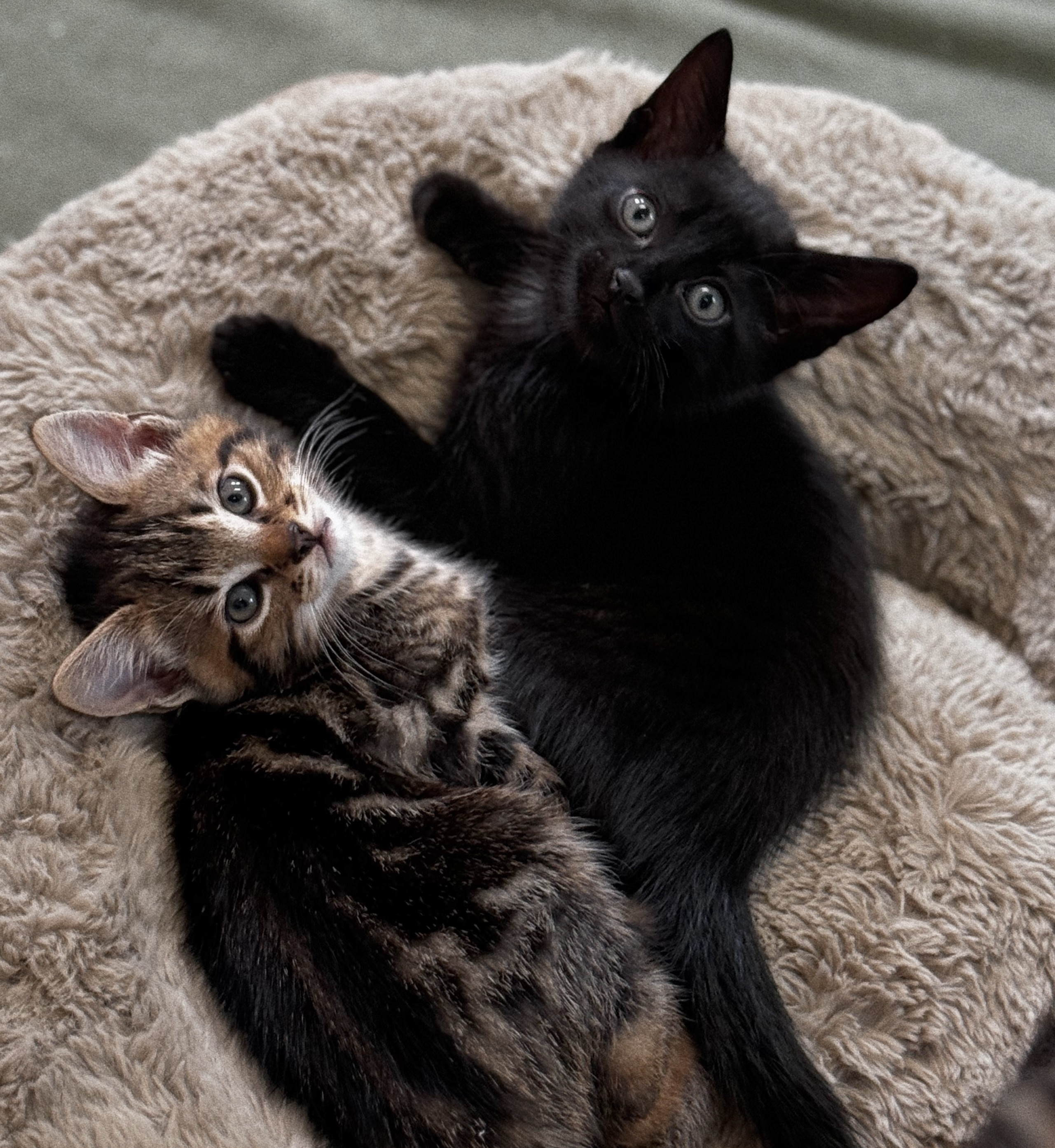 Scooter, a Adopted Domestic Short Hair in Roberts Creek, BC image 4/4