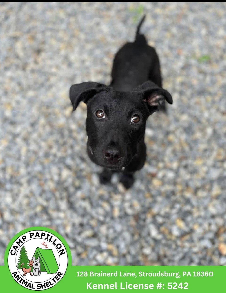 Lyric, Adoptable, Young Male Pit Bull Terrier.