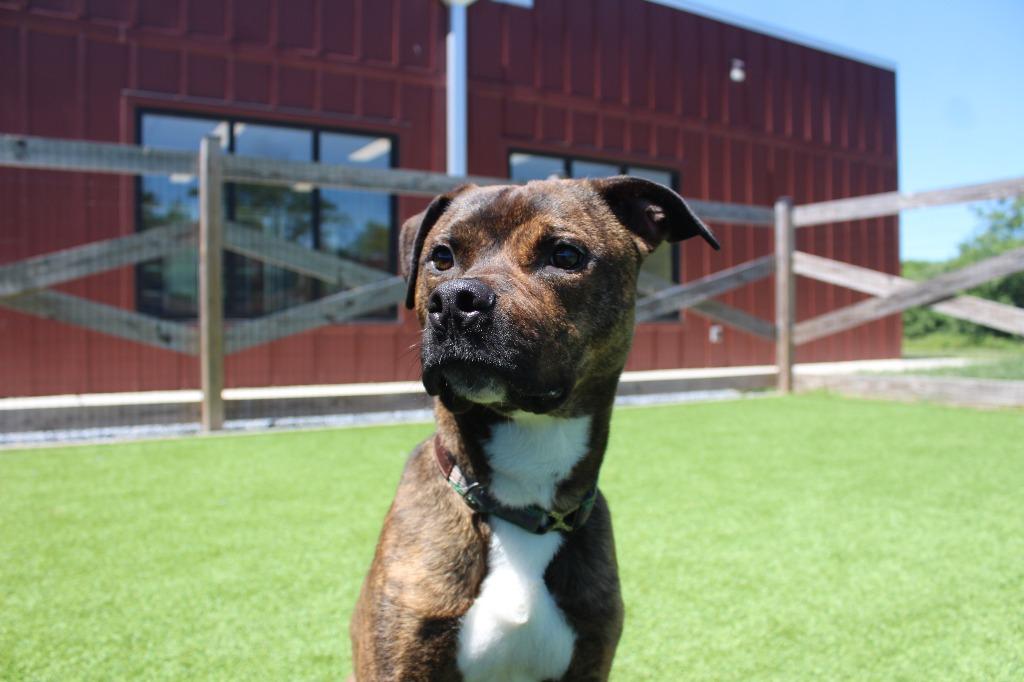 Enlarge Knox, a ADOPTABLE Pit Bull Terrier in Chestertown, MD image 1/4