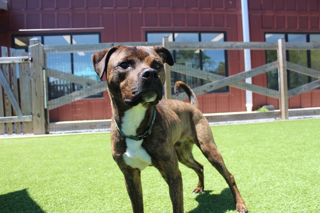 Enlarge Knox, a ADOPTABLE Pit Bull Terrier in Chestertown, MD image 2/4