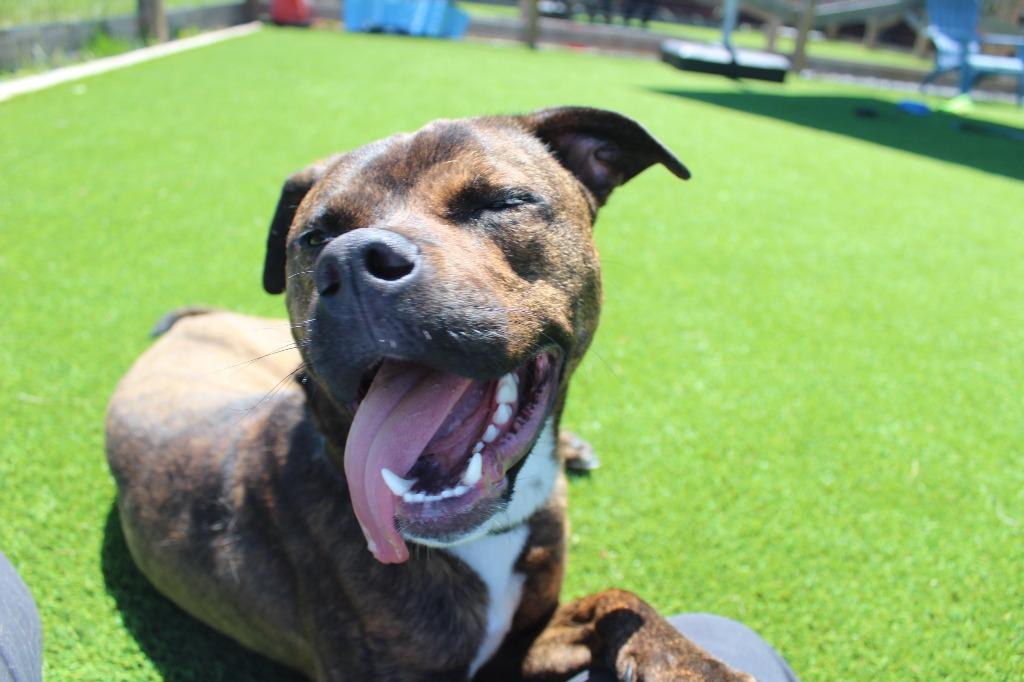 Enlarge Knox, a ADOPTABLE Pit Bull Terrier in Chestertown, MD image 3/4