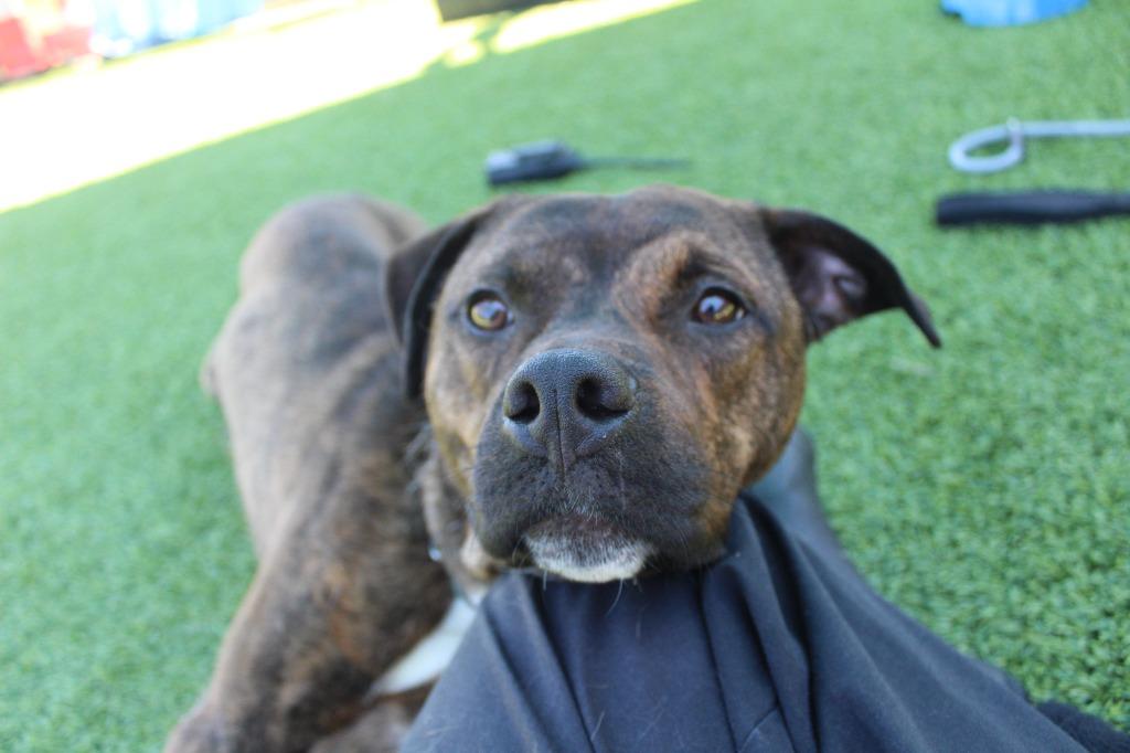 Enlarge Knox, a ADOPTABLE Pit Bull Terrier in Chestertown, MD image 4/4