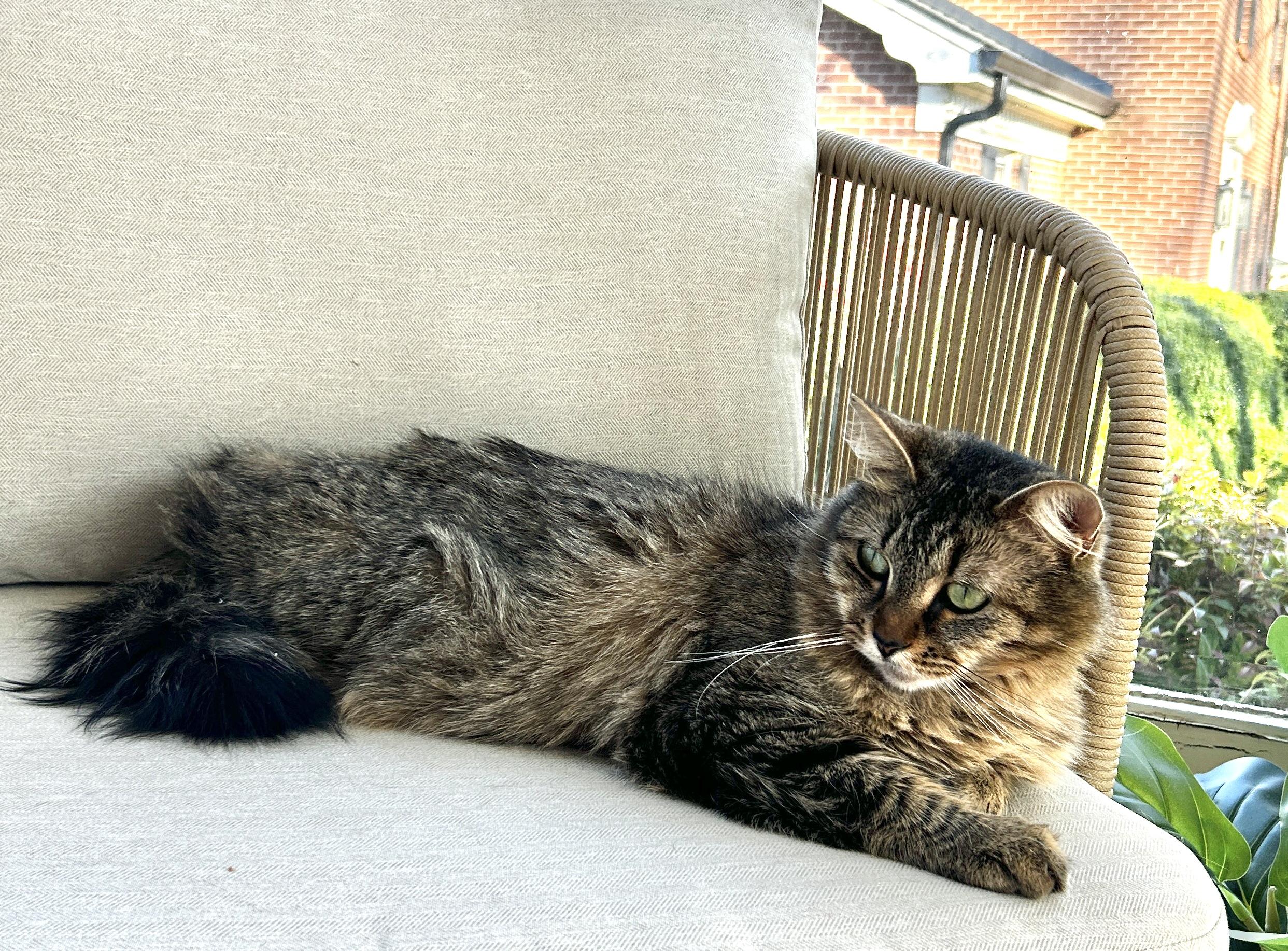 Miska, Young Female Domestic Medium Hair