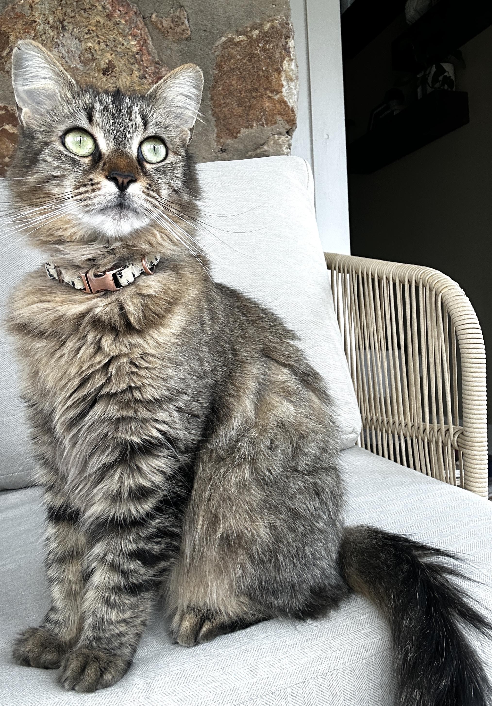 Miska, a Adoptable Domestic Medium Hair in Hickory, NC image 3/6
