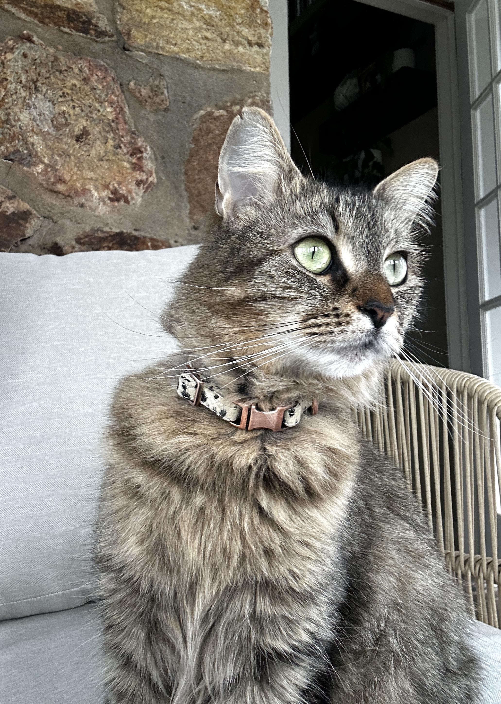 Miska, a Adoptable Domestic Medium Hair in Hickory, NC image 2/6