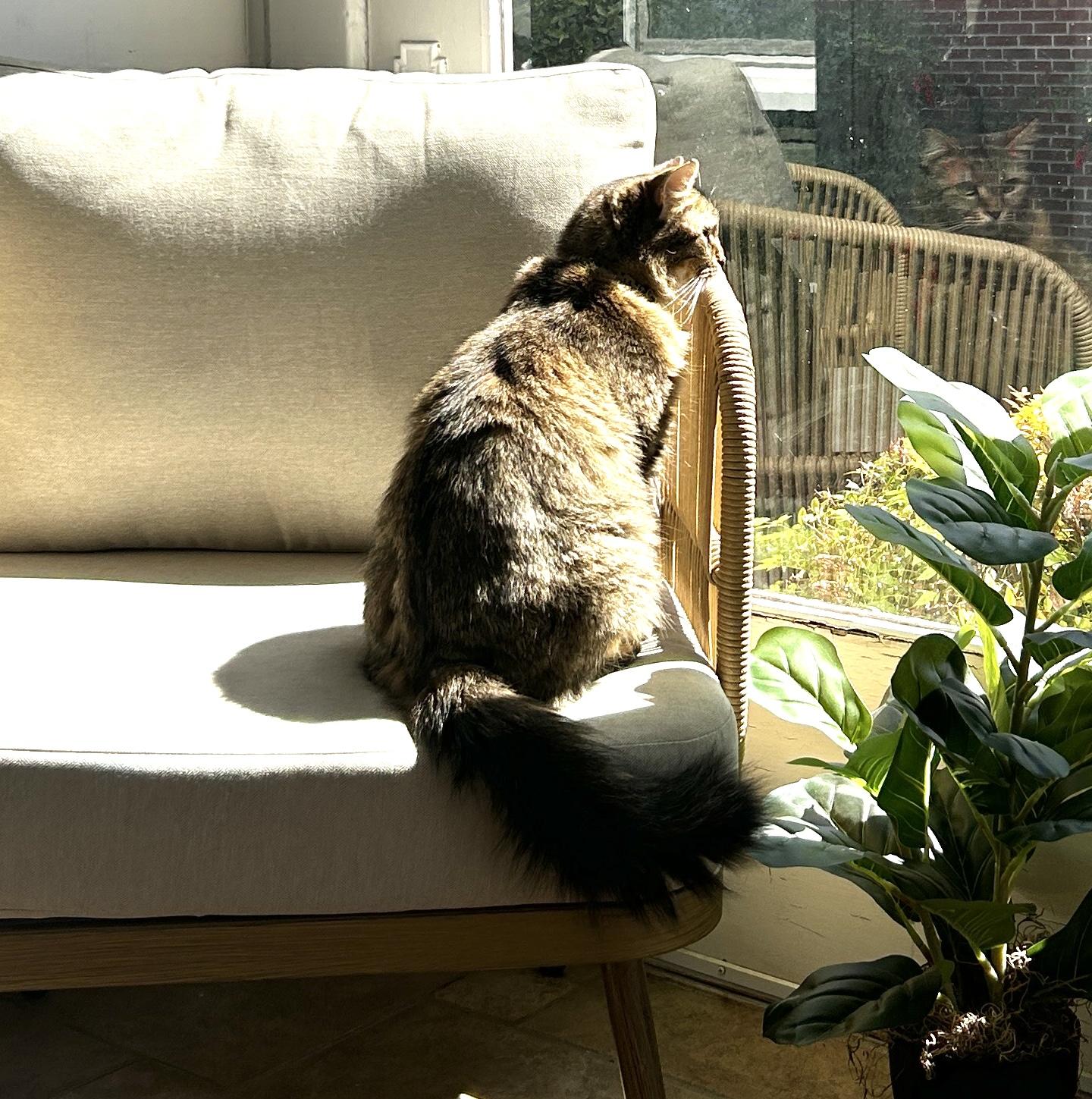 Miska, a Adoptable Domestic Medium Hair in Hickory, NC image 6/6