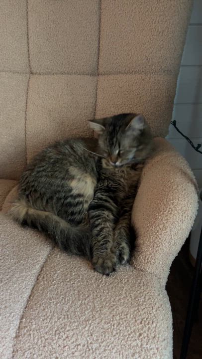 Enlarge Miska, a Adoptable Domestic Medium Hair in Hickory, NC video 5/6