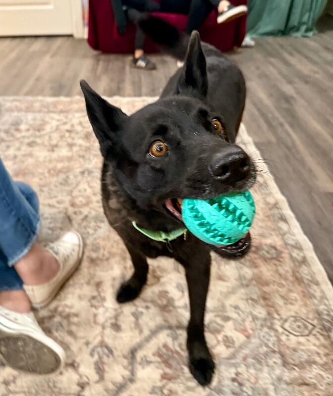 Enlarge Stormy Belle is your Soul Dog, a Adoptable mixed breed in Friendswood, TX image 6/6