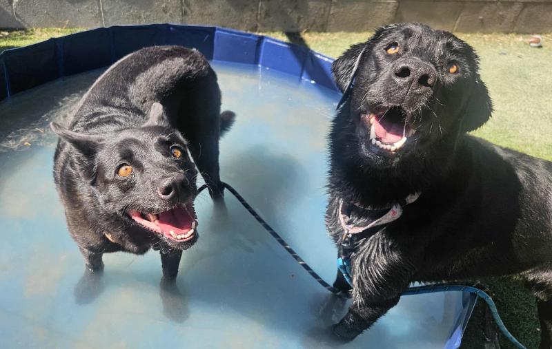 Enlarge Stormy Belle is your Soul Dog, a Adoptable mixed breed in Friendswood, TX image 3/6