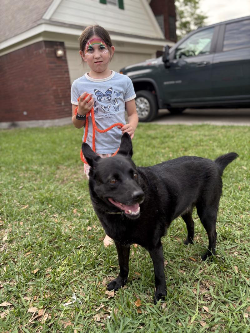 Enlarge Stormy Belle is your Soul Dog, a Adoptable mixed breed in Friendswood, TX image 4/6