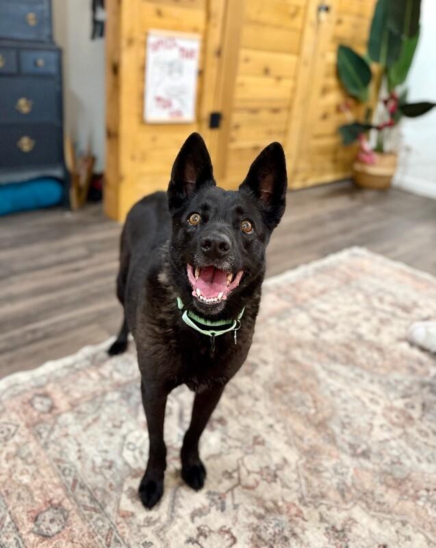 Stormy Belle is your Soul Dog, ADOPTABLE, Adult • Female, German Shepherd Dog & Australian Kelpie.