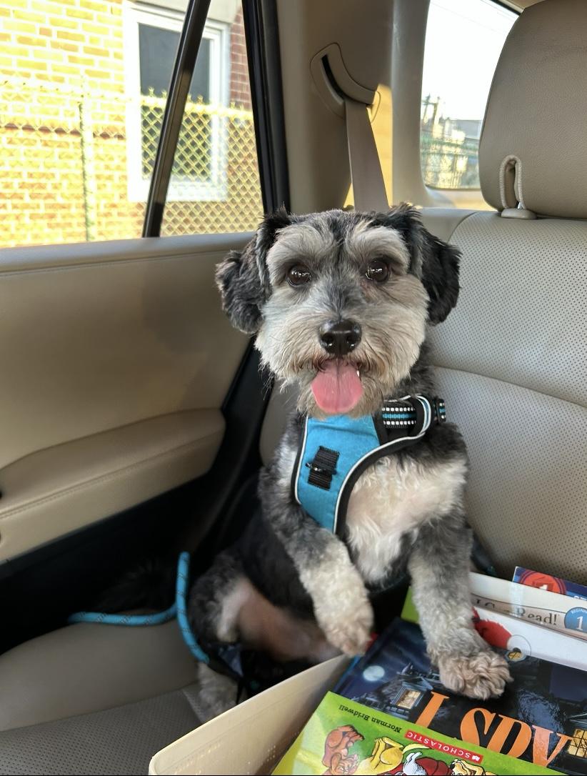 Tony, ADOPTABLE, Adult Male Miniature Schnauzer & Miniature Poodle.